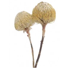 BANKSIA BAXTERII (no leaves) Natural 12"-18"  - OUT OF STOCK